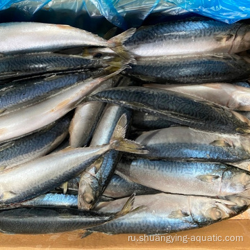 Лучшая продажа замороженная 10 кг рыба 300-500 г Тихоокеанской скумбрии